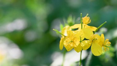 Baharın güneşli bir gününde Celandine çiçeklerinin videosu