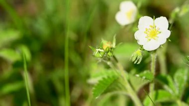 İlkbaharda çayırdaki çilek çiçeklerinin videosu.