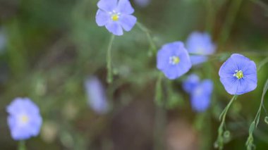 İlkbaharda çayırda keten çiçeklerin videosu