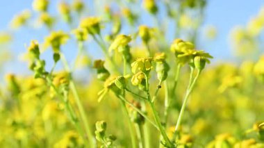 Baharda çayırdaki sarı papatyaların videosu.