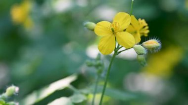 Baharın güneşli bir gününde Celandine çiçeklerinin videosu
