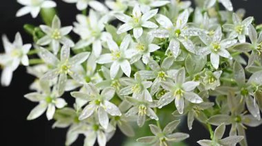 Bir buket ornithogalum çiçeğinin yakın plan videosu.