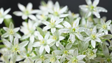 Bir buket ornithogalum çiçeğinin yakın plan videosu.