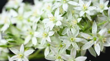 Bir buket ornithogalum çiçeğinin yakın plan videosu.