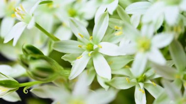 Bir buket ornithogalum çiçeğinin yakın plan videosu.