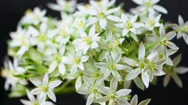 Bir buket ornithogalum çiçeğinin yakın plan videosu.