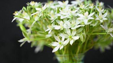 Bir buket ornithogalum çiçeğinin yakın plan videosu.