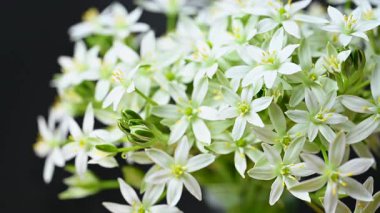 Bir buket ornithogalum çiçeğinin yakın plan videosu.