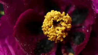 Siyah arkaplanda bordo bir şakayığın videosu