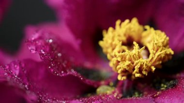 Siyah arkaplanda bordo bir şakayığın videosu