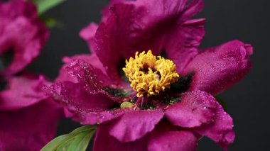 Siyah arkaplanda bordo bir şakayığın videosu