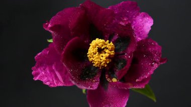 Siyah arkaplanda bordo bir şakayığın videosu