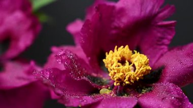 Siyah arkaplanda bordo bir şakayığın videosu