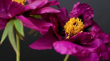 Siyah arkaplanda bordo bir şakayığın videosu