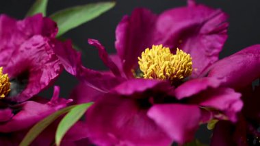 Siyah arkaplanda bordo bir şakayığın videosu