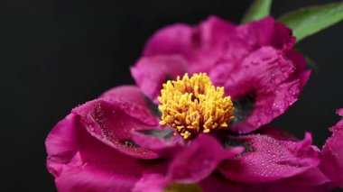 Siyah arkaplanda bordo bir şakayığın videosu