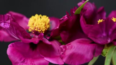 Siyah arkaplanda bordo bir şakayığın videosu