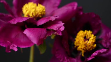 Siyah arkaplanda bordo bir şakayığın videosu