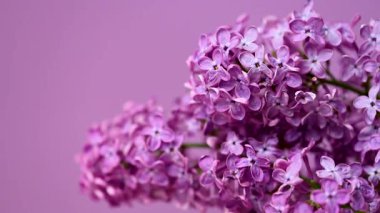 Bir leylak dalının yakın çekim videosu