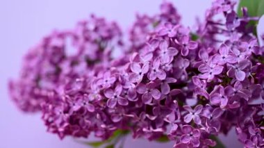 Bir leylak dalının yakın çekim videosu