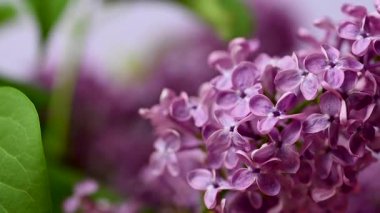 Bir leylak dalının yakın çekim videosu