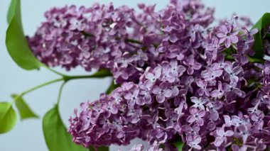 Bir leylak dalının yakın çekim videosu