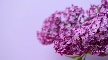 Bir leylak dalının yakın çekim videosu