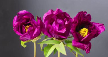 Siyah arkaplanda bordo bir şakayığın videosu