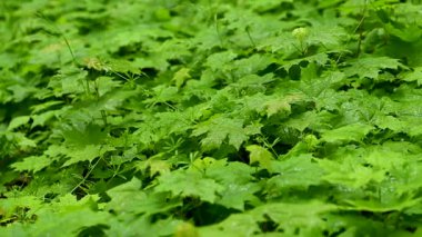 Akçaağaç yapraklarının yağmurdan sonraki bahar videosu