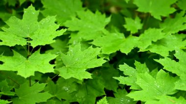 Akçaağaç yapraklarının yağmurdan sonraki bahar videosu
