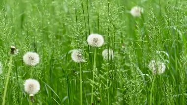 İlkbaharda çayırdaki yeşil çimlerin yakın plan videosu.
