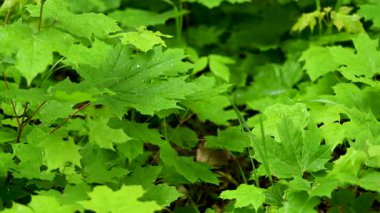 Akçaağaç yapraklarının yağmurdan sonraki bahar videosu