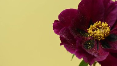 Sarı arkaplanda kırmızı şakayık videosu