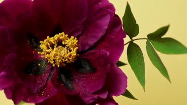 Sarı arkaplanda kırmızı şakayık videosu