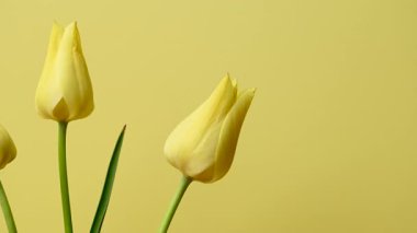 Güzel sarı lalelerin yakın çekim videosu.