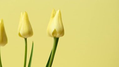 Güzel sarı lalelerin yakın çekim videosu.