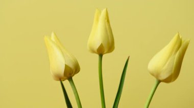 Güzel sarı lalelerin yakın çekim videosu.