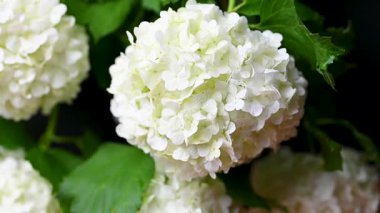 Video: Blooming Viburnum 'un Beyaz Topları