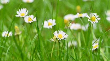 İlkbaharda bir çayırda papatya çiçeklerinin videosu