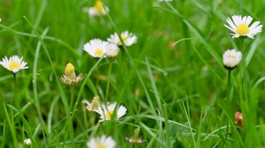 İlkbaharda bir çayırda papatya çiçeklerinin videosu