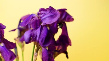 Leylak zambağı görüntüsü