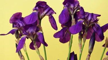 Leylak zambağı görüntüsü