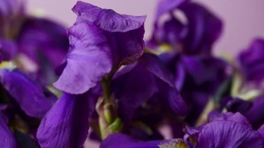 Leylak zambağı görüntüsü