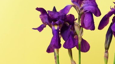 Leylak zambağı görüntüsü