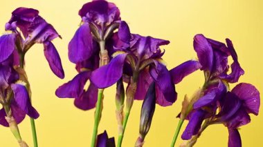 Leylak zambağı görüntüsü