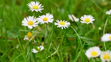 İlkbaharda bir çayırda papatya çiçeklerinin videosu