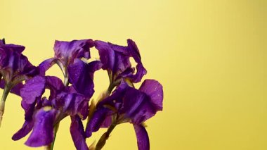 Leylak zambağı görüntüsü