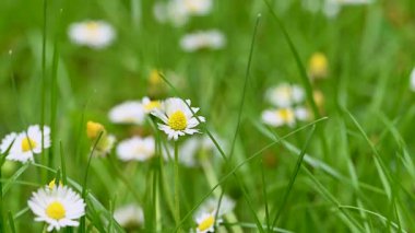 İlkbaharda bir çayırda papatya çiçeklerinin videosu