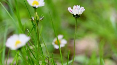 İlkbaharda bir çayırda papatya çiçeklerinin videosu