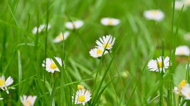 İlkbaharda bir çayırda papatya çiçeklerinin videosu